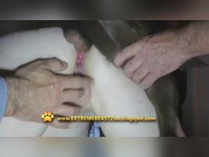 Bitch Fucked by Dog - Extreme XXX Videos