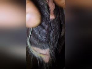 Kvinna Djupt med Hund - Extrem