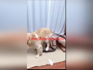 asiatisk fru ger sig över till hunden
