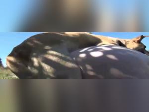 perro abusa de una mujer