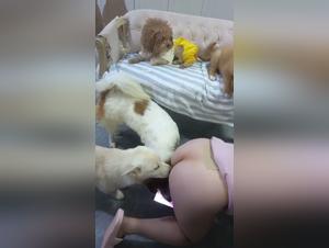 kinesisk kone, hundekjærlighet, hjemmeproduserte videoer