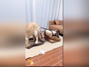 中国の性交エクストリームドッグPT3