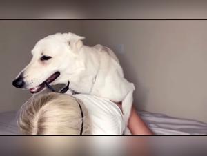 blond kvinna kyssar hund på webcam sex