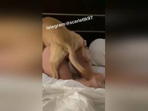 Animal Sex - Ekstreme Videos