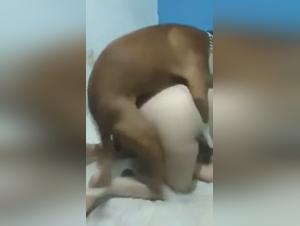 folie canine : baises animales et teens