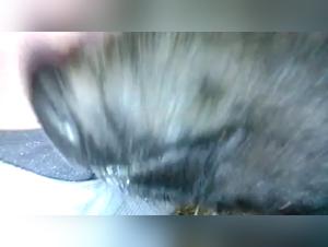 Slut gets fucked by her dog, extreme porn video