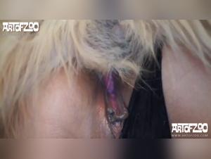 Alexa, cachorra la follando