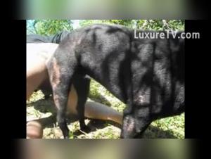 Gay Dog Sex Extreme Videos