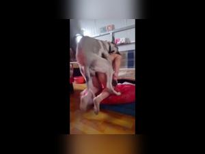 Canine Fuck: Doggie Style Extreme