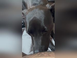 遠いサプナ極端な犬の性交