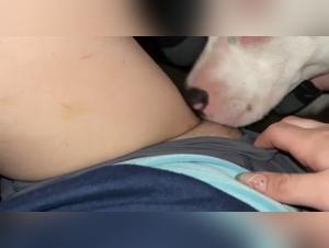 Perra salvaje folada por perro, XXX