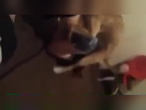 She Devil Dog Fuck Friskys Good Fuck