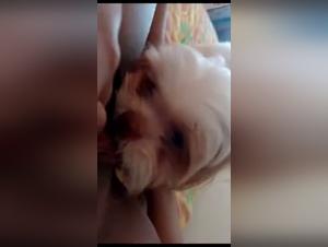 Baise Chien: Filles Sauvages & Chien