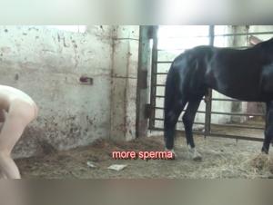 Animal Series 5: Wild Dog Sex