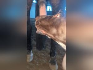 Hure Sex mit Hund und Pferd - Extrem