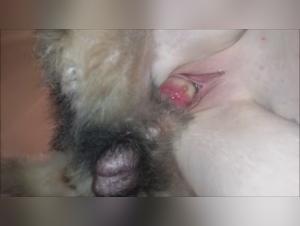 Icedone Milly Baise Chien Video XXX