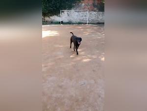 Manuale Sesso Cane: Donne in Brasile