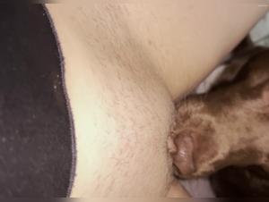  Chien léchant chatte pour l'orgasme