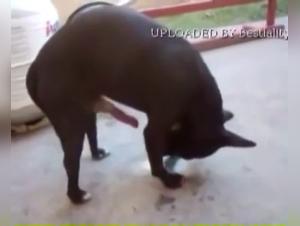 Pupa Bestia, Amore Sporco 1