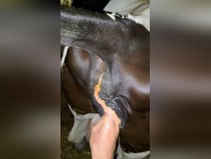 Milly Dog Sex: Extreme Videos