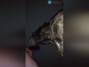 Maman baise son chien hardcore