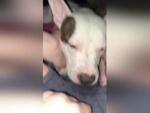 Hunde-Sex: Schlampe vom Hund gefickt