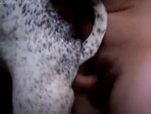 Scoppio Canino: Fuochi Anali Espliciti
