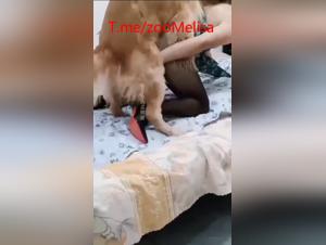 Salope chinoise baise chien hardcore