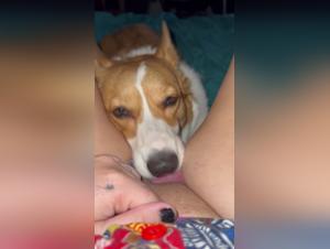 Fille baisée par chien, Lick Délicieux