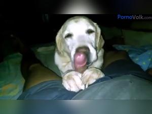 Donna baciata da cane - Video porno estreme
