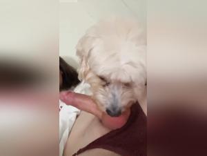 transsexuelle und hund, tierliebe porno