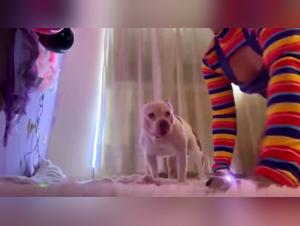 sveglia ciocchezza suca cane webcam XXX