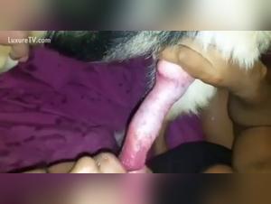 vildar hundalögur, dýrasta elska