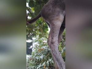 Woman Raped by Donkey, Extreme Porn