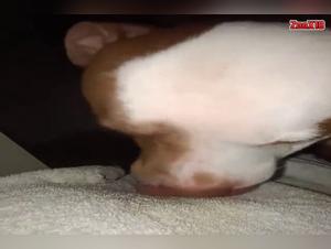 Perra folla perro salvaje