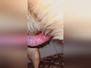 hund wilderlust