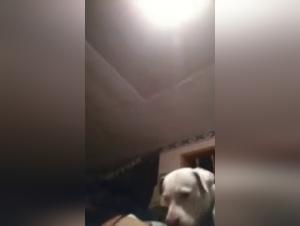 Woman Dog Fuck - Extreme Knot