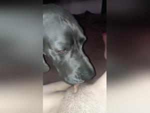 Meuf Baise Chien Extreme