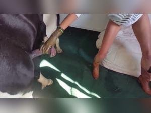 tierische lust extreme pornografie