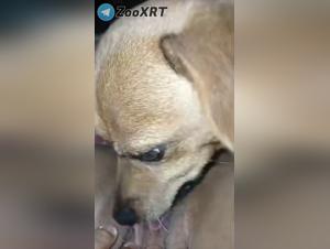 dogsex extreme