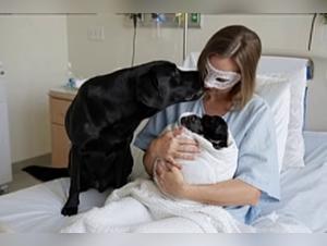 Girl Dog Sex - Extreme Porn Video