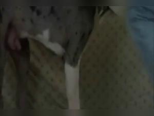 Horse Sex Slave Part 1