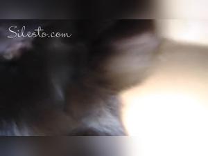 Dog Fucks Girl Party Vol.1