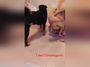 perra asiática y perro