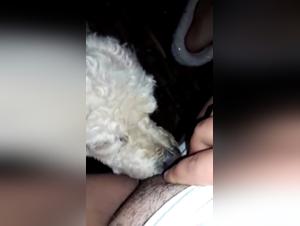 sexo perro salvaje: instintos animales sin límites