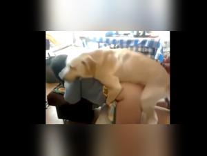 Polish Salope Baise Chien Intense