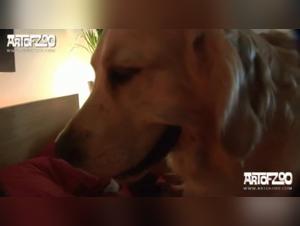 Gabby - Baise Interdite : Chien Sauvage