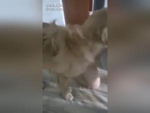 Dog Bangs Hardcore: XXX Videos, Hot Sluts