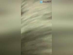 mädchen lckt hund brutal