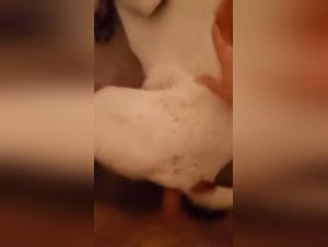 Shemale sfama il culo del cane parte 1